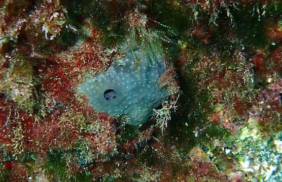 Image of grey leather sponge