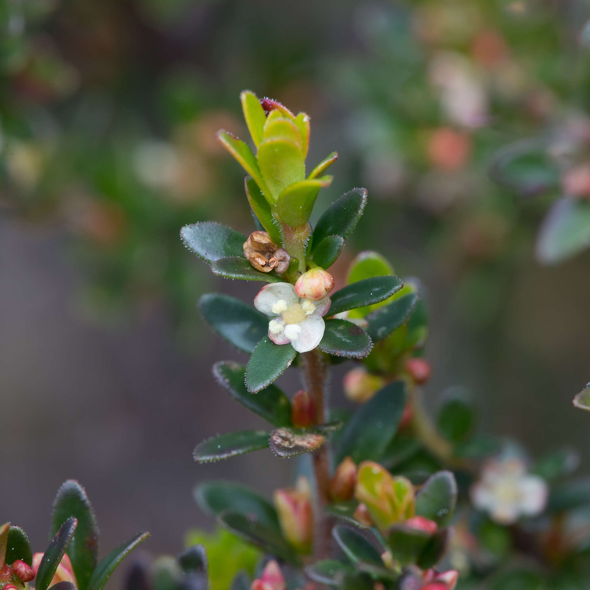 Image of Micrantheum demissum F. Muell.