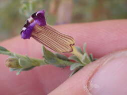 Imagem de Peliostomum virgatum E. Mey. ex Benth.