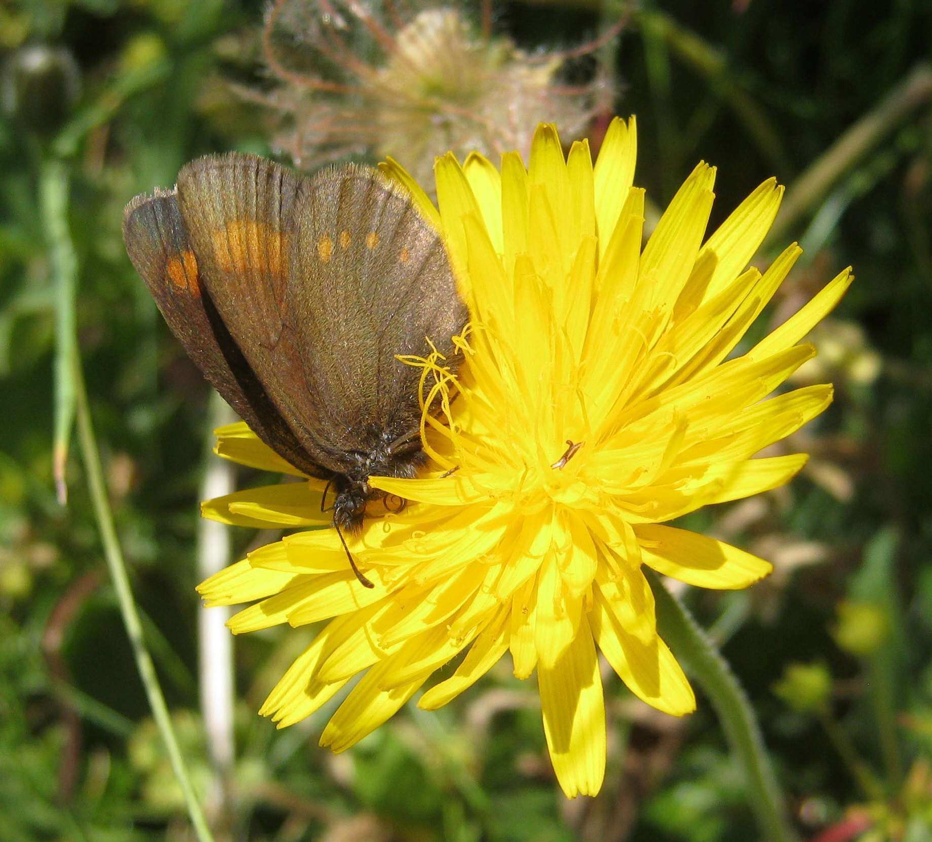 Image of Blind Ringlet