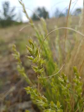 Image de Festuca sibirica Hack. ex Boiss.