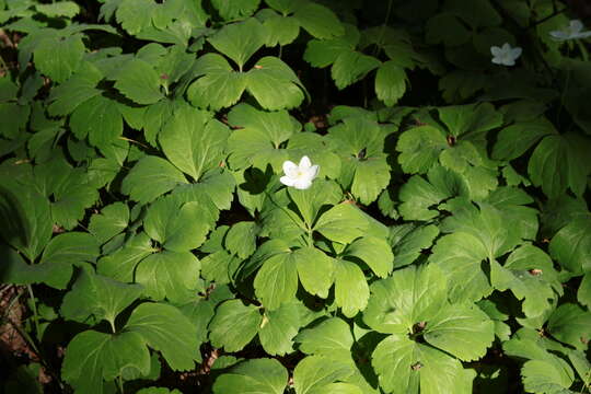 Imagem de Anemone udensis Trautv. & C. A. Mey.