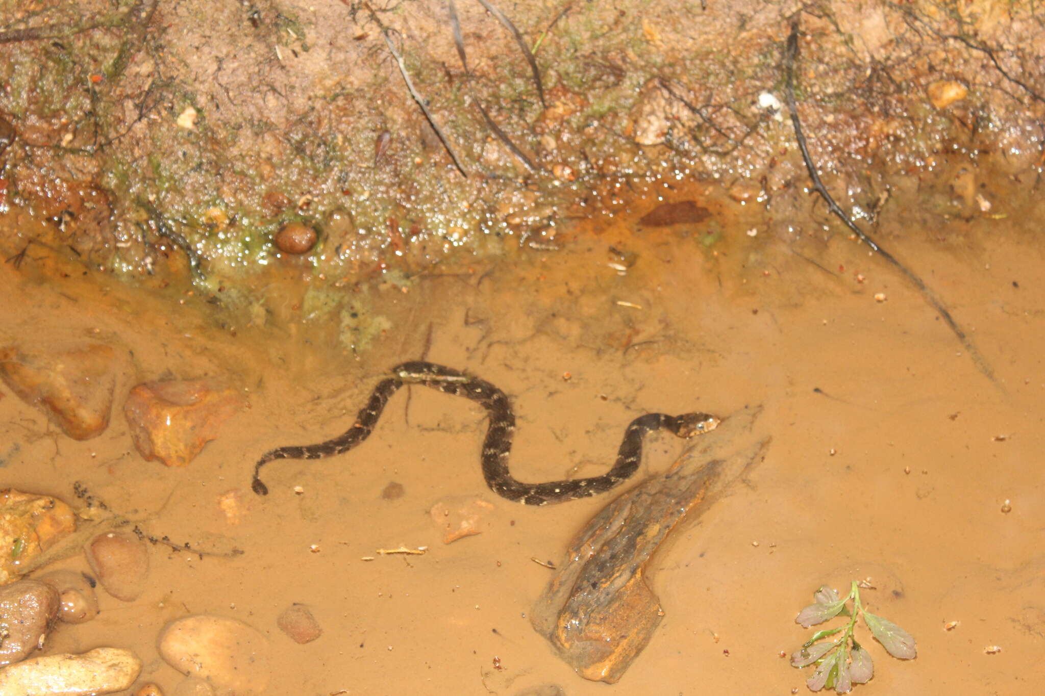 Image of Southern Water Snake