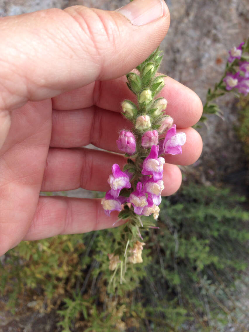 Sivun Antirrhinum thompsonii D. J. Keil kuva