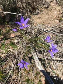 Image de Cheiranthera alternifolia E. M. Bennett