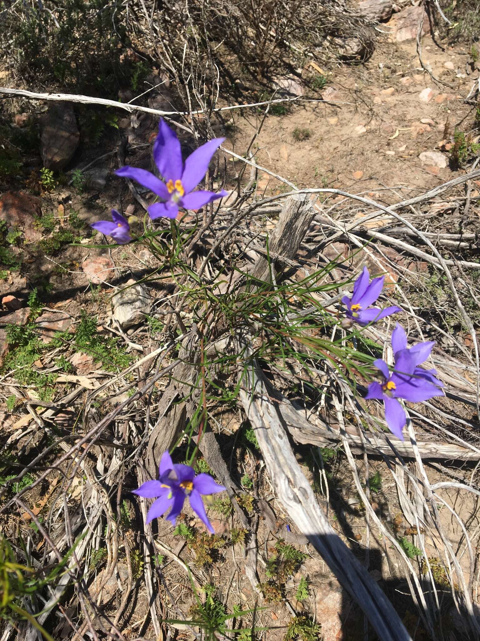 Cheiranthera alternifolia E. M. Bennett resmi