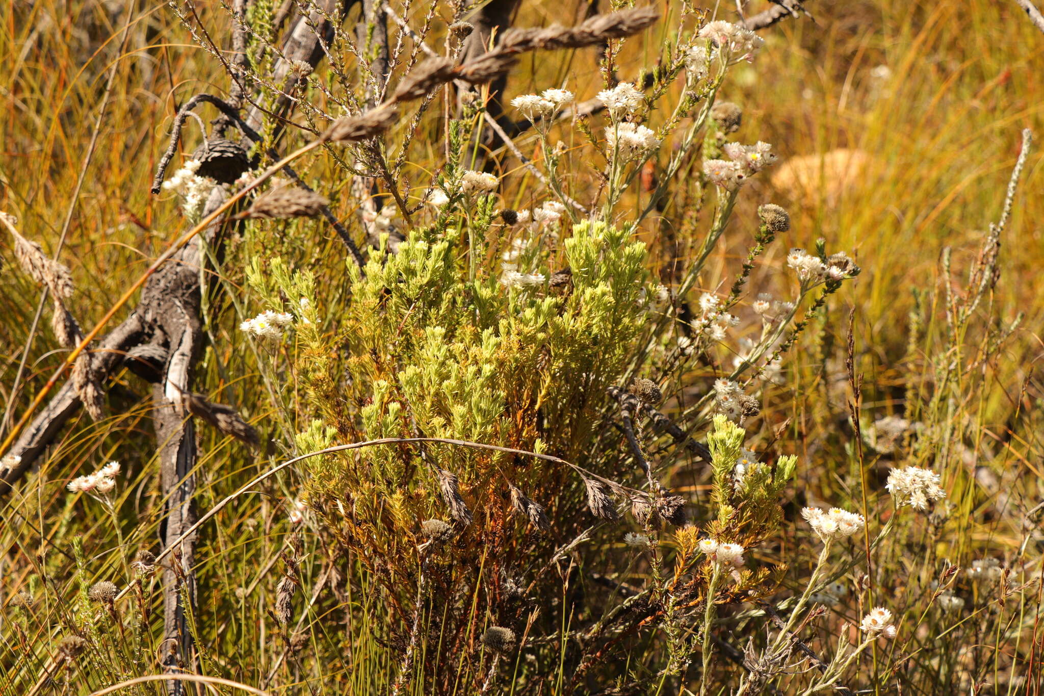 Image of Thesium carinatum A. DC.