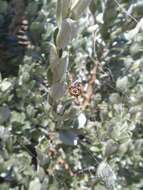 Image of Austracantha