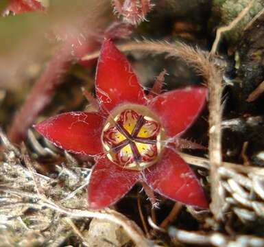 Image of Ceropegia swazica (R. A. Dyer) Bruyns