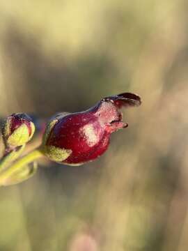 Imagem de Scrophularia atrata Pennell