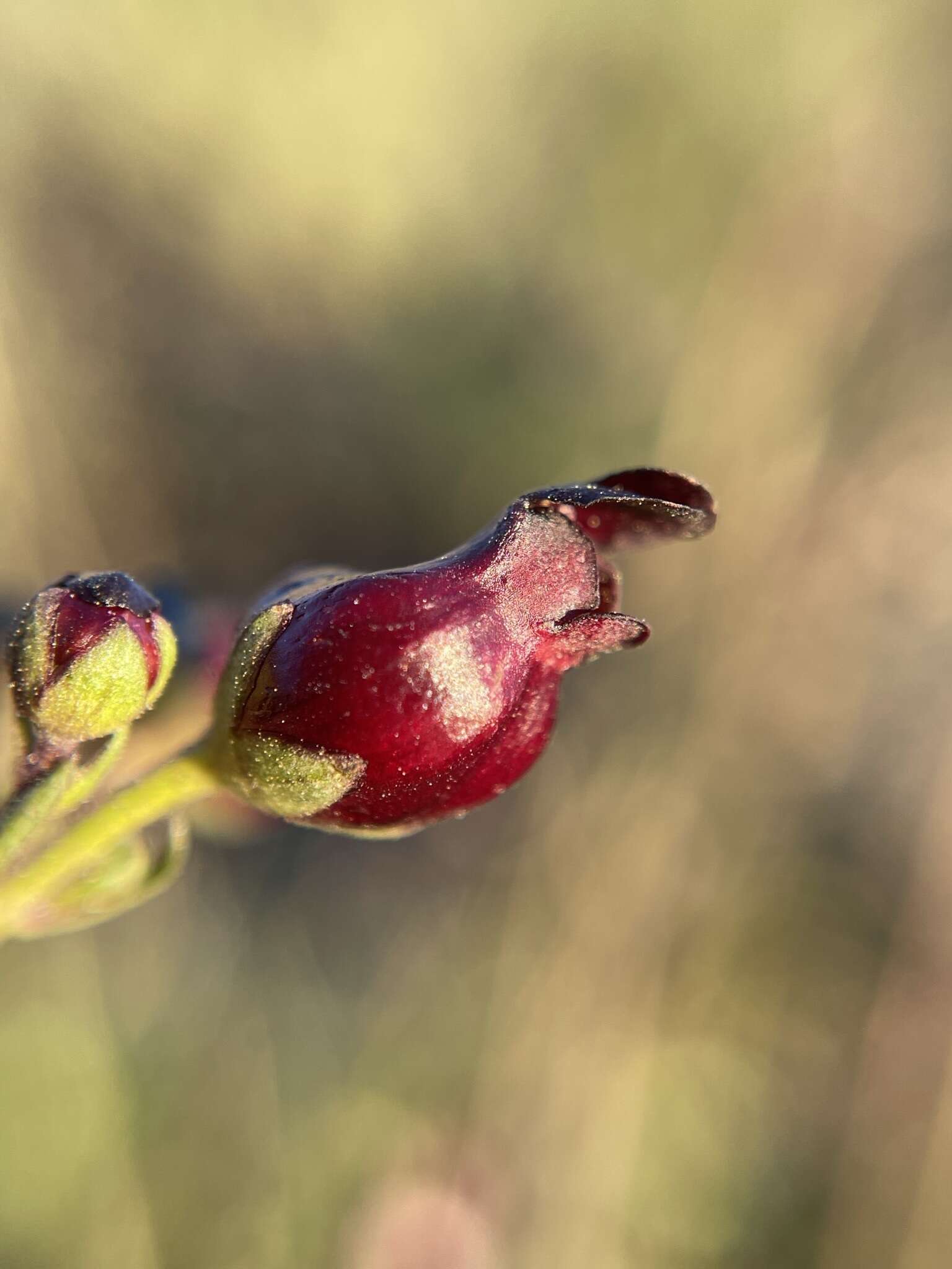 Image of Black-Flower Figwort