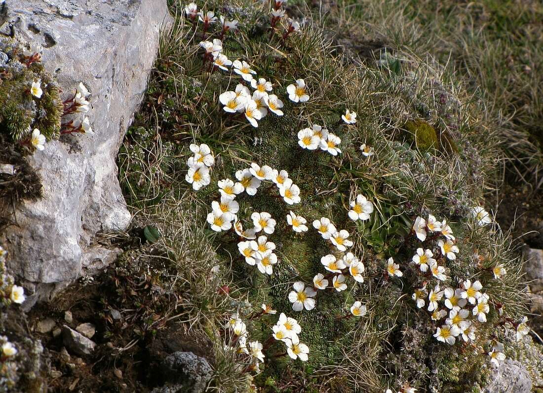 Слика од Saxifraga aretioides Lapeyr.