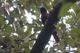 Image of Maroon Oriole