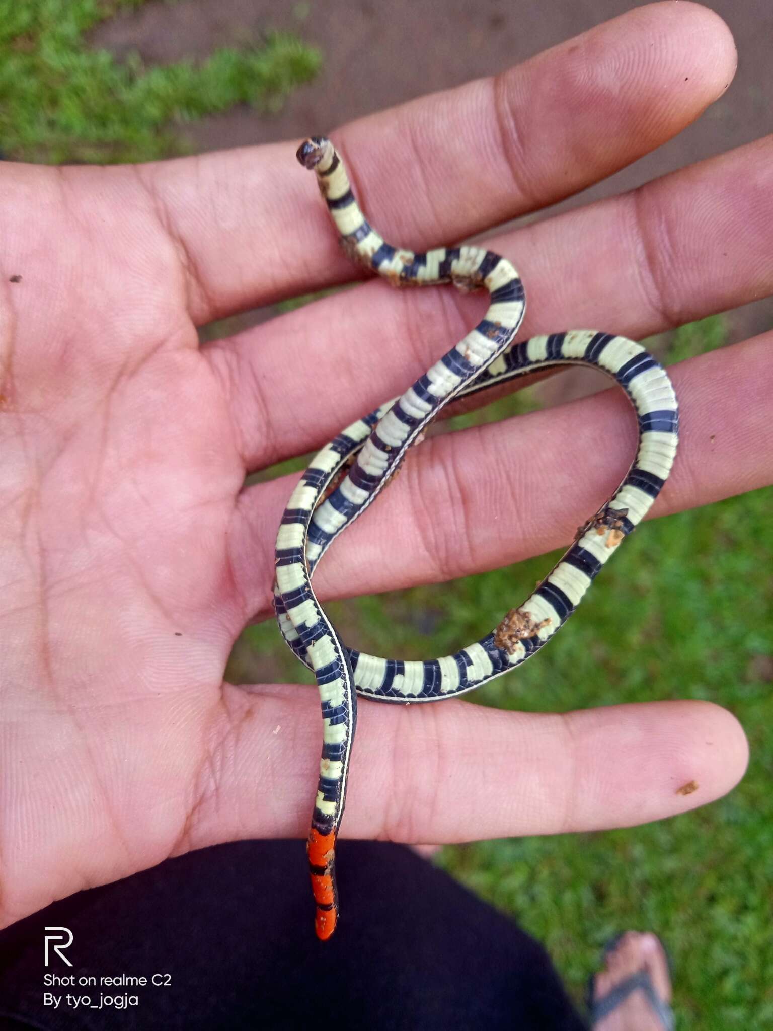 Image of Banded Malaysian Coral Snake