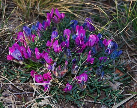 Image of Oxytropis nuda Basil.