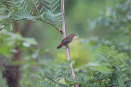 Image of African Firefinch