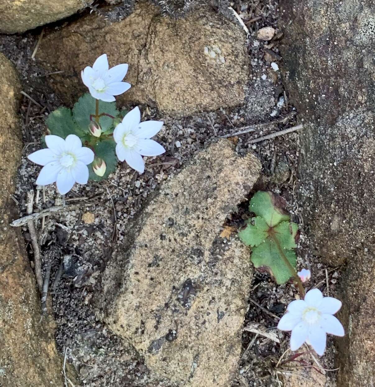 Image of Crassula capensis (L.) Baill.