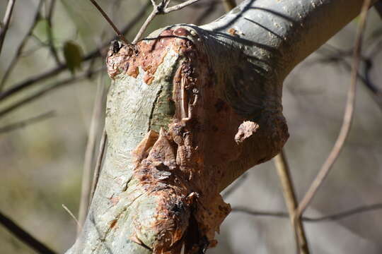 Image de Bursera grandifolia (Schltdl.) Engl.