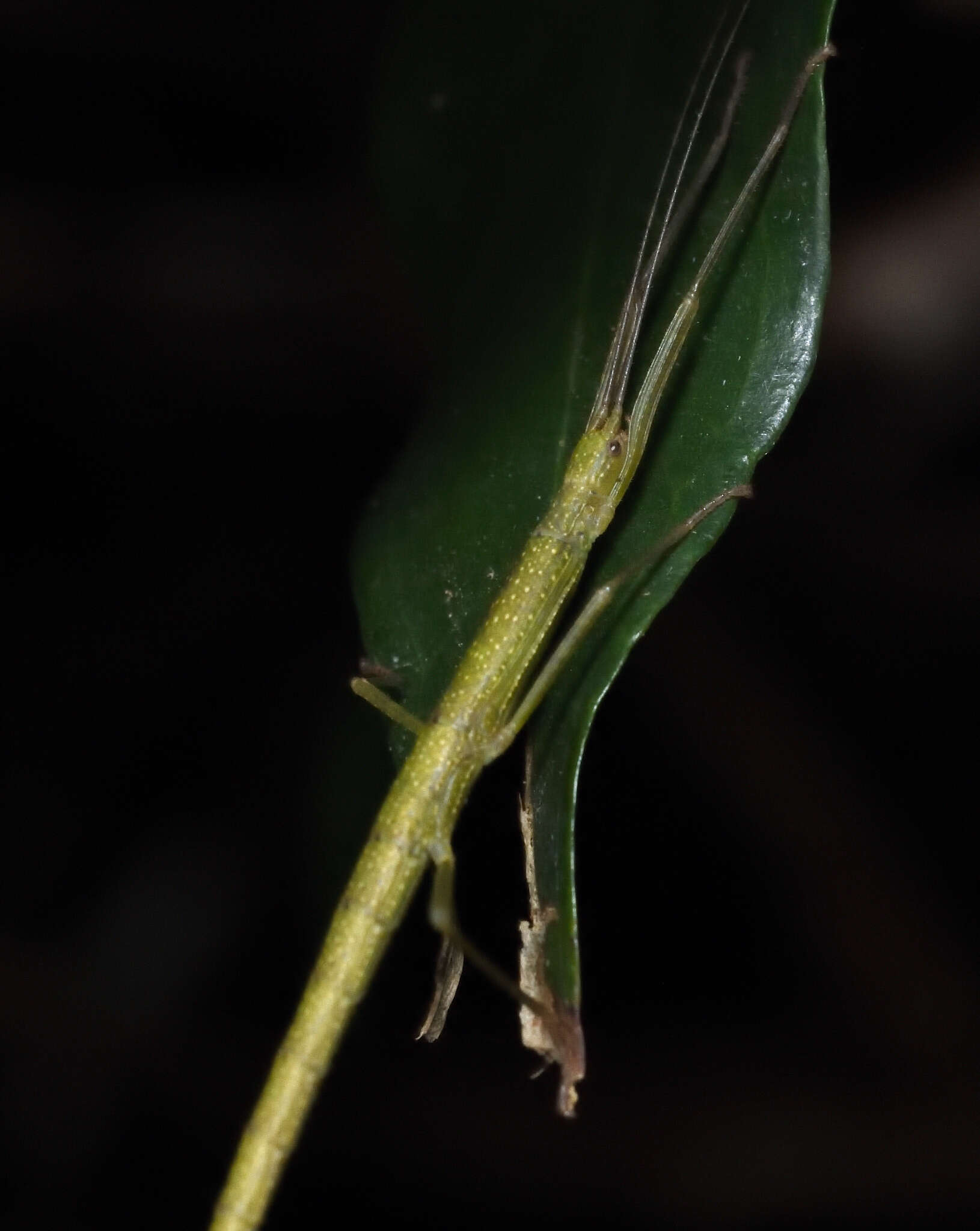 Image of Lopaphus balteatus (Chen, S. C. & Y. H. He 2002)