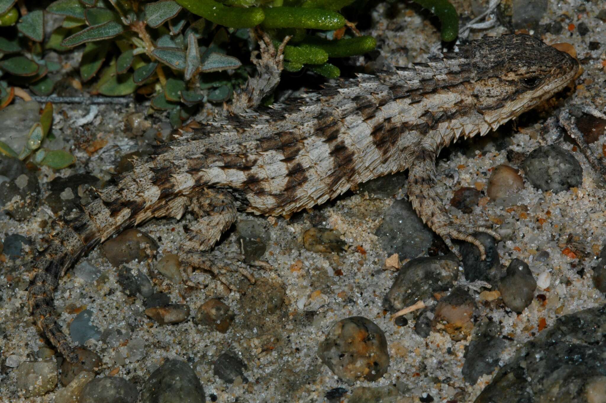 Image of Large-scaled Girdled Lizard