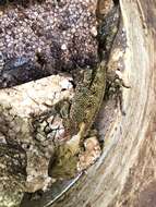 Image of Horned wood lizard