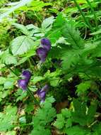 Слика од Aconitum degenii Gayer