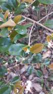 Erythroxylum coffeifolium Baill.的圖片