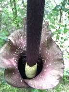 Amorphophallus hirtus N. E. Br. resmi