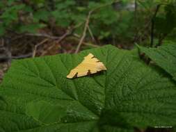 Image of The Canary Thorn