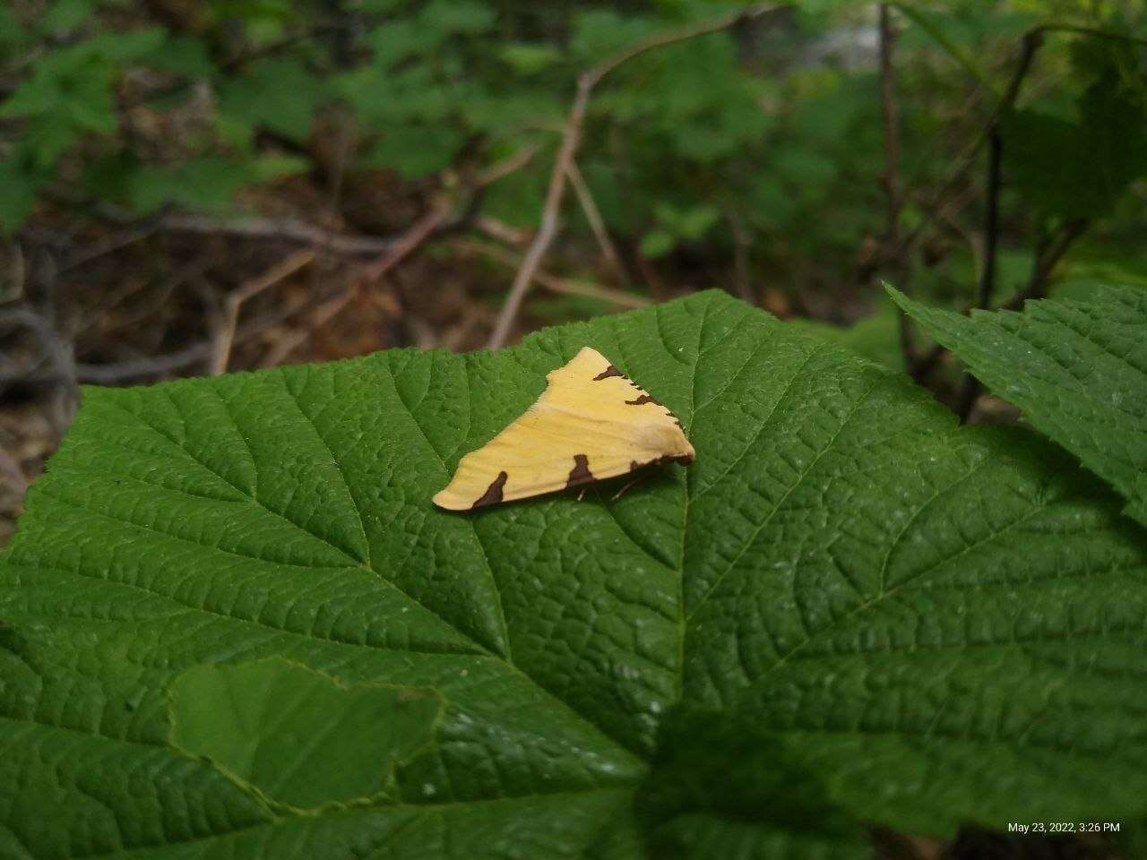 Image of The Canary Thorn