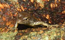 Image of Rainforest Water-skink