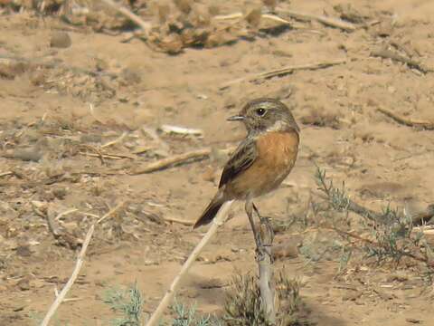 Image de Saxicola rubicola rubicola (Linnaeus 1766)