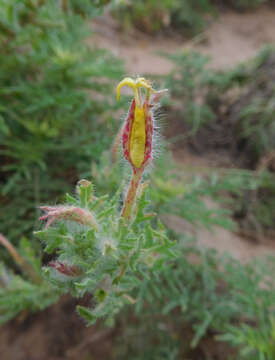 Image of showy evening primrose