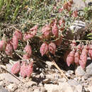 Sivun Astragalus oophorus var. clokeyanus Barneby kuva