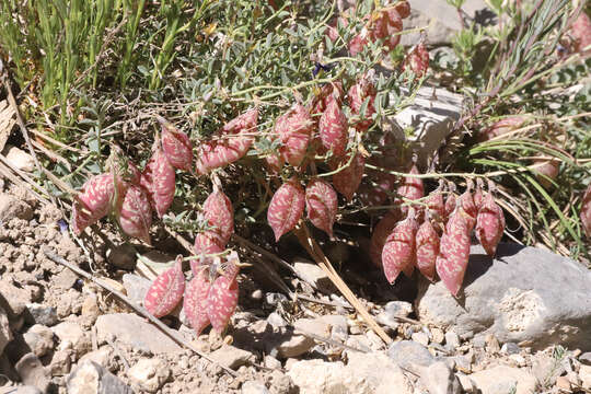 Image of egg milkvetch