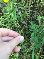 Image of Bolander's woodland-star