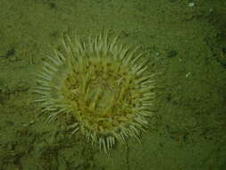 Image of cave-dwelling anemone