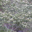 Image of Inga vera subsp. eriocarpa (Benth.) Leon