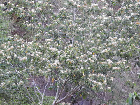 Image of Inga vera subsp. eriocarpa (Benth.) Leon