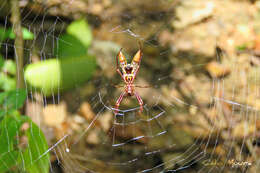 Image of Micrathena spinosa (Linnaeus 1758)