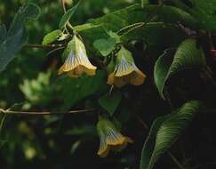 Image of Abutilon ranadei Woodrow & Stapf