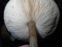 Image of Pluteus granularis Peck 1885