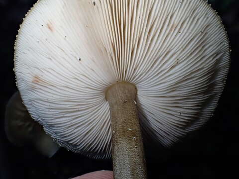 Слика од Pluteus granularis Peck 1885