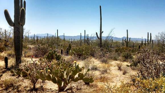 Image of saguaro