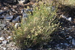 Image of longflower rabbitbrush