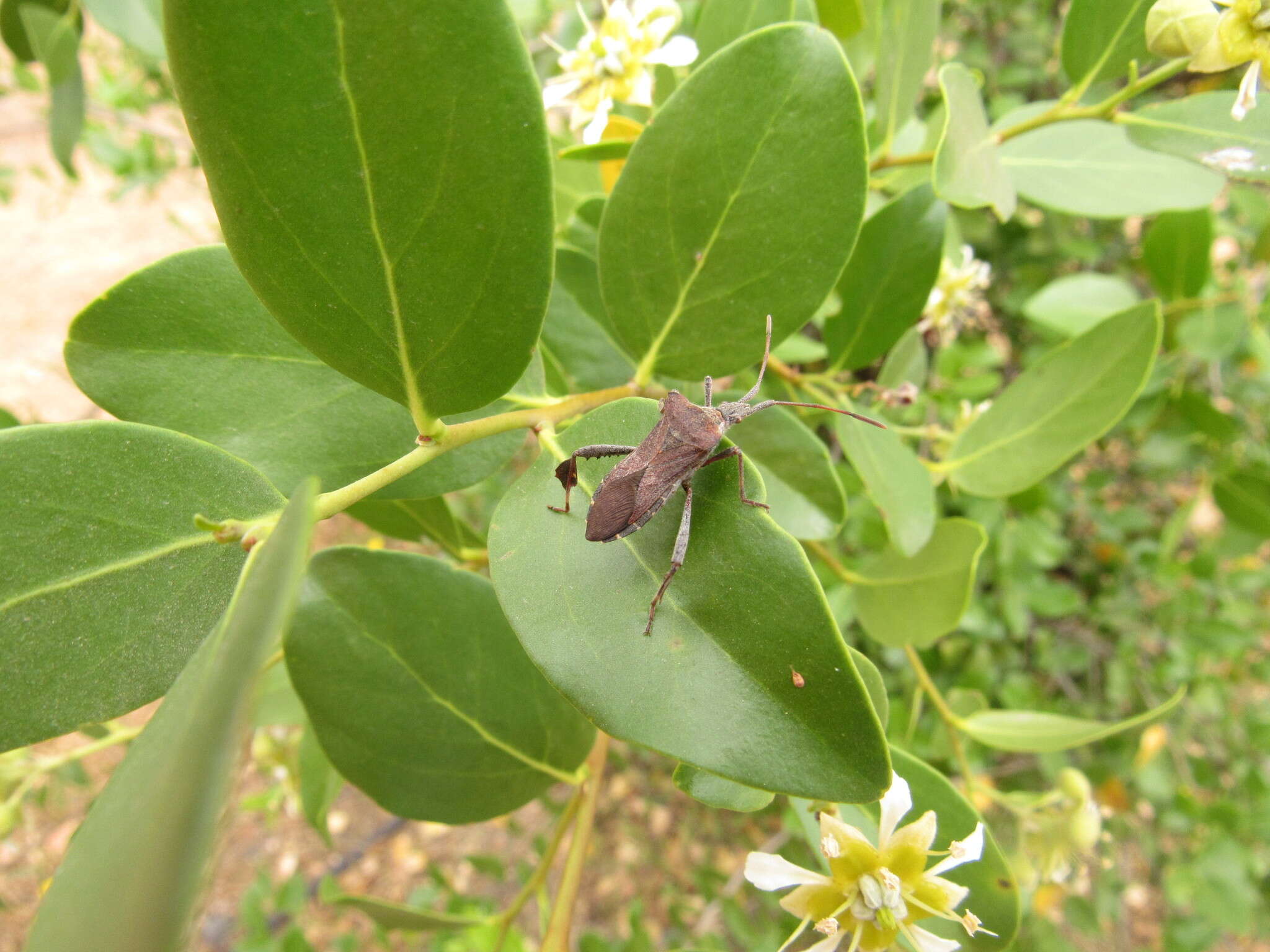 Image of Leaf-footed bug