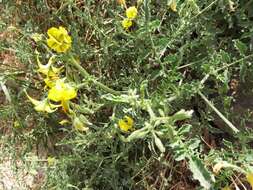 Image of Peruvian nightshade