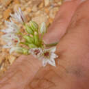 Allium lacunosum var. micranthum Eastw. resmi