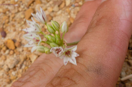 Image of pitted onion