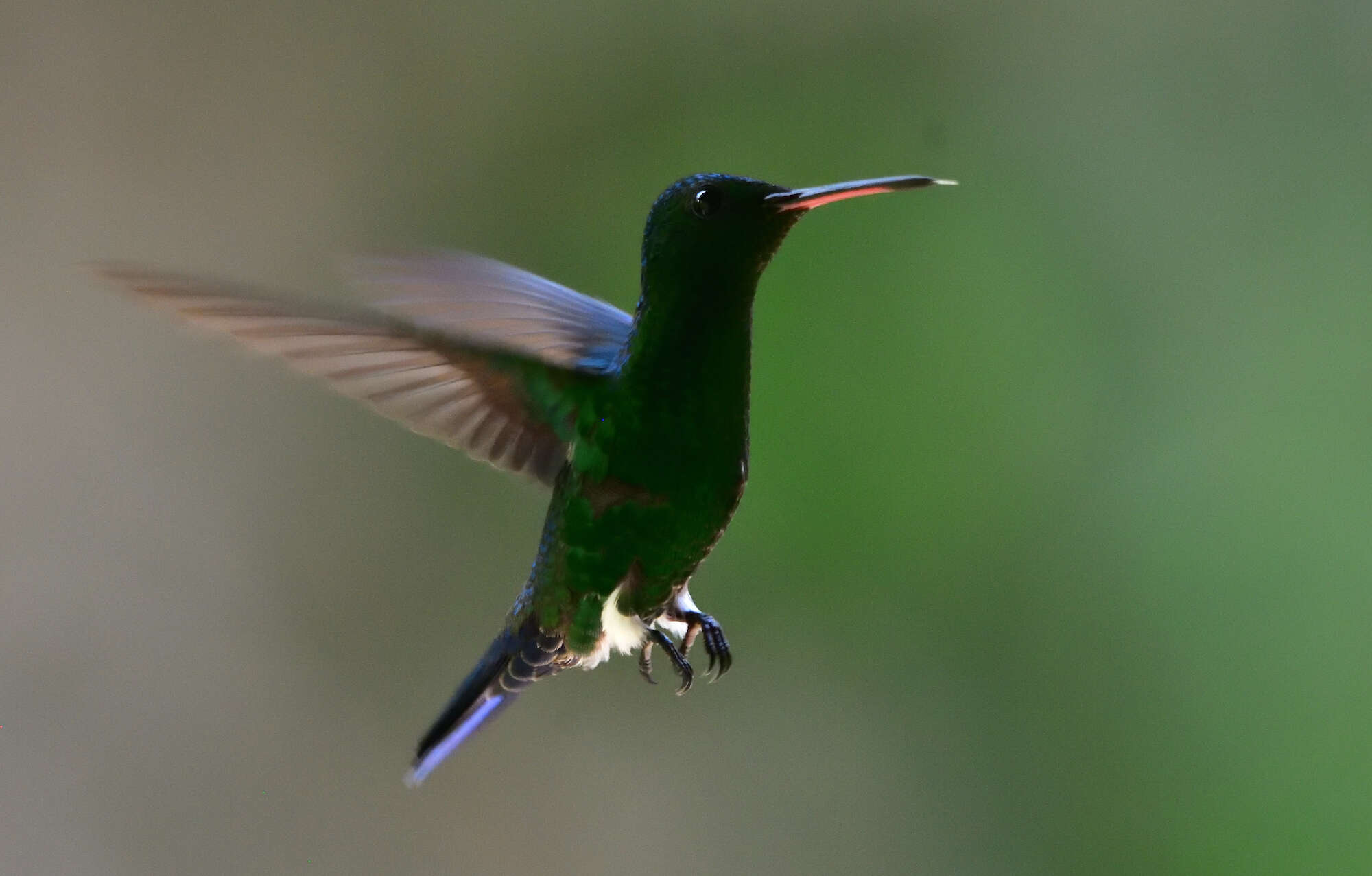 Image of Steely-vented Hummingbird